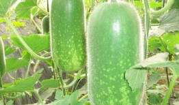 网红刘二萌吃瓜视频大全,揭秘网红幕后趣事