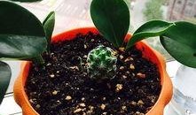 最新 植物爆料,这些植物竟有如此神奇功效！